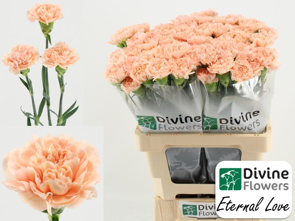 Срезанные цветы оптом Dianthus st eternal love от 80шт из Голландии с доставкой по России