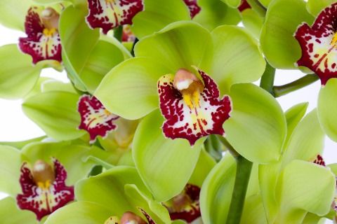 Срезанные цветы оптом Cymbidium green lightning от 6шт из Голландии с доставкой по России