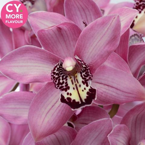 Срезанные цветы оптом Cymbidium pink kensi от 8шт. из Голландии с доставкой по России
