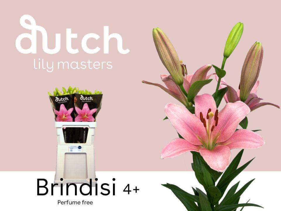 Срезанные цветы оптом Lilium la brindisi от 60шт из Голландии с доставкой по России