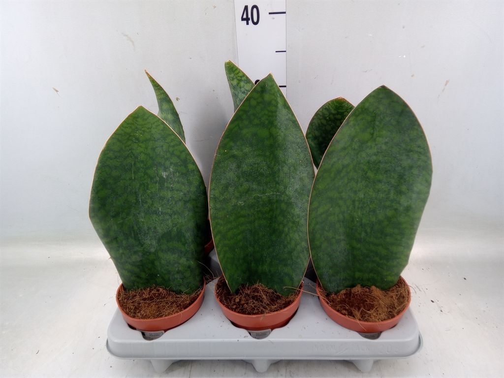 Горшечные цветы и растения оптом Sansevieria Grandis от 6шт из Голландии с доставкой по России