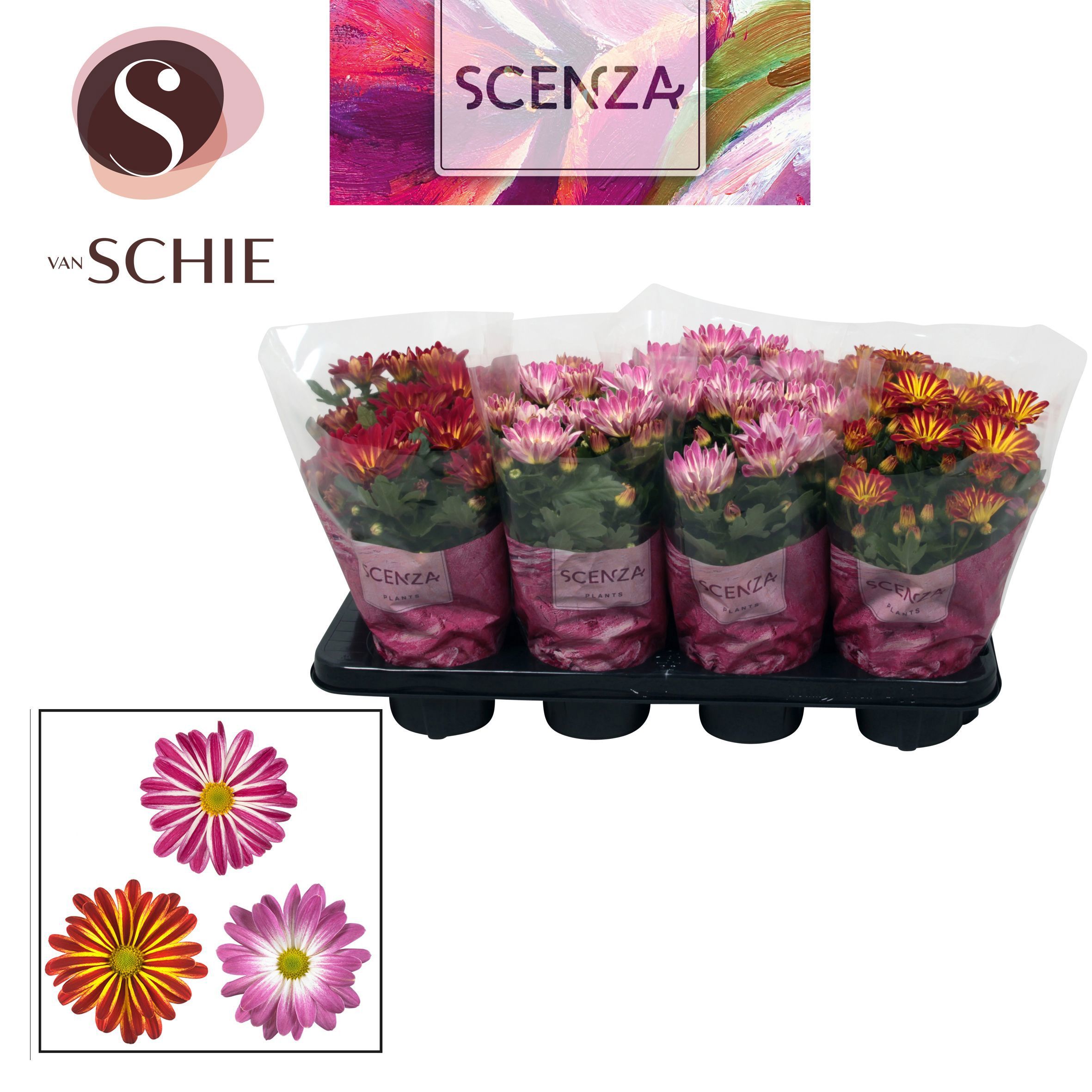 Горшечные цветы и растения оптом Chrys Margarita Bicolor Mix (scenza) от 8шт из Голландии с доставкой по России