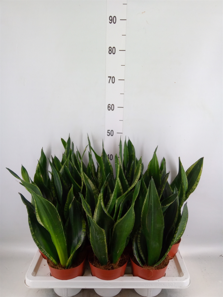 Горшечные цветы и растения оптом Sansevieria Trifa.   ... от 7шт из Голландии с доставкой по России