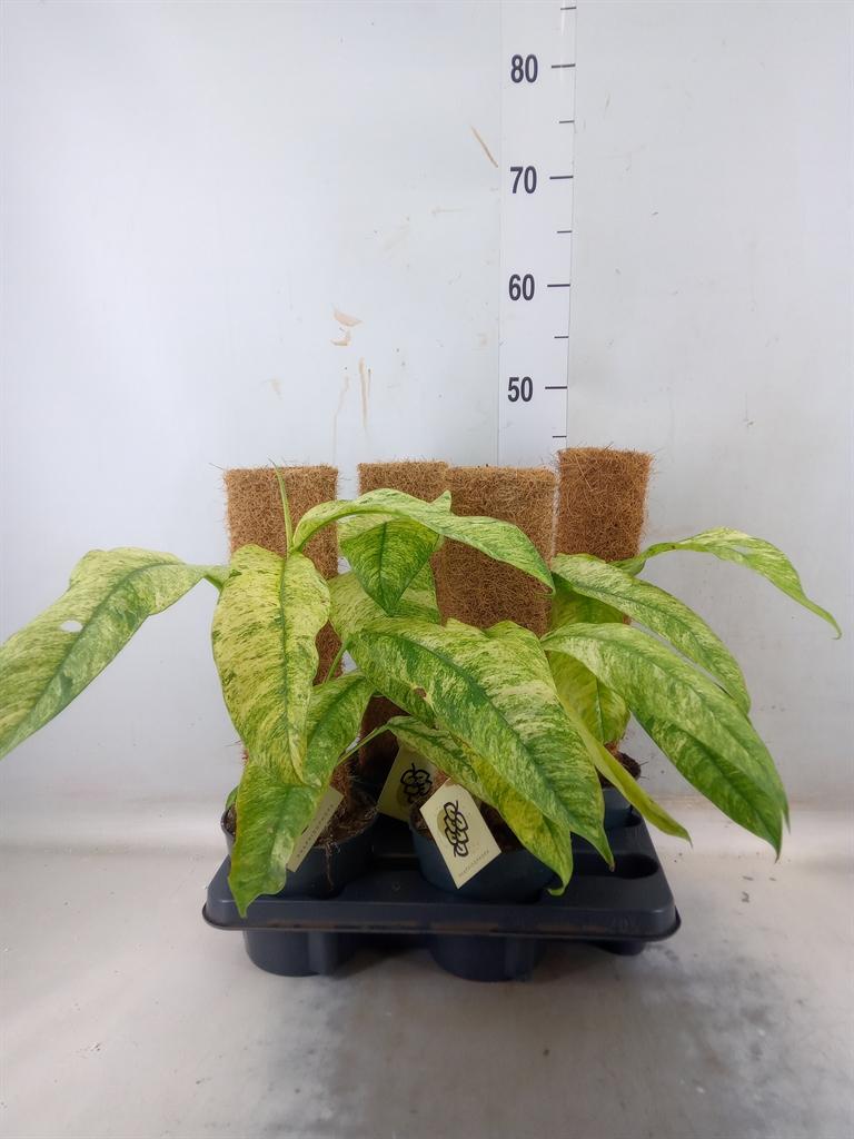 Горшечные цветы и растения оптом Planten   ...green L% от 4шт из Голландии с доставкой по России