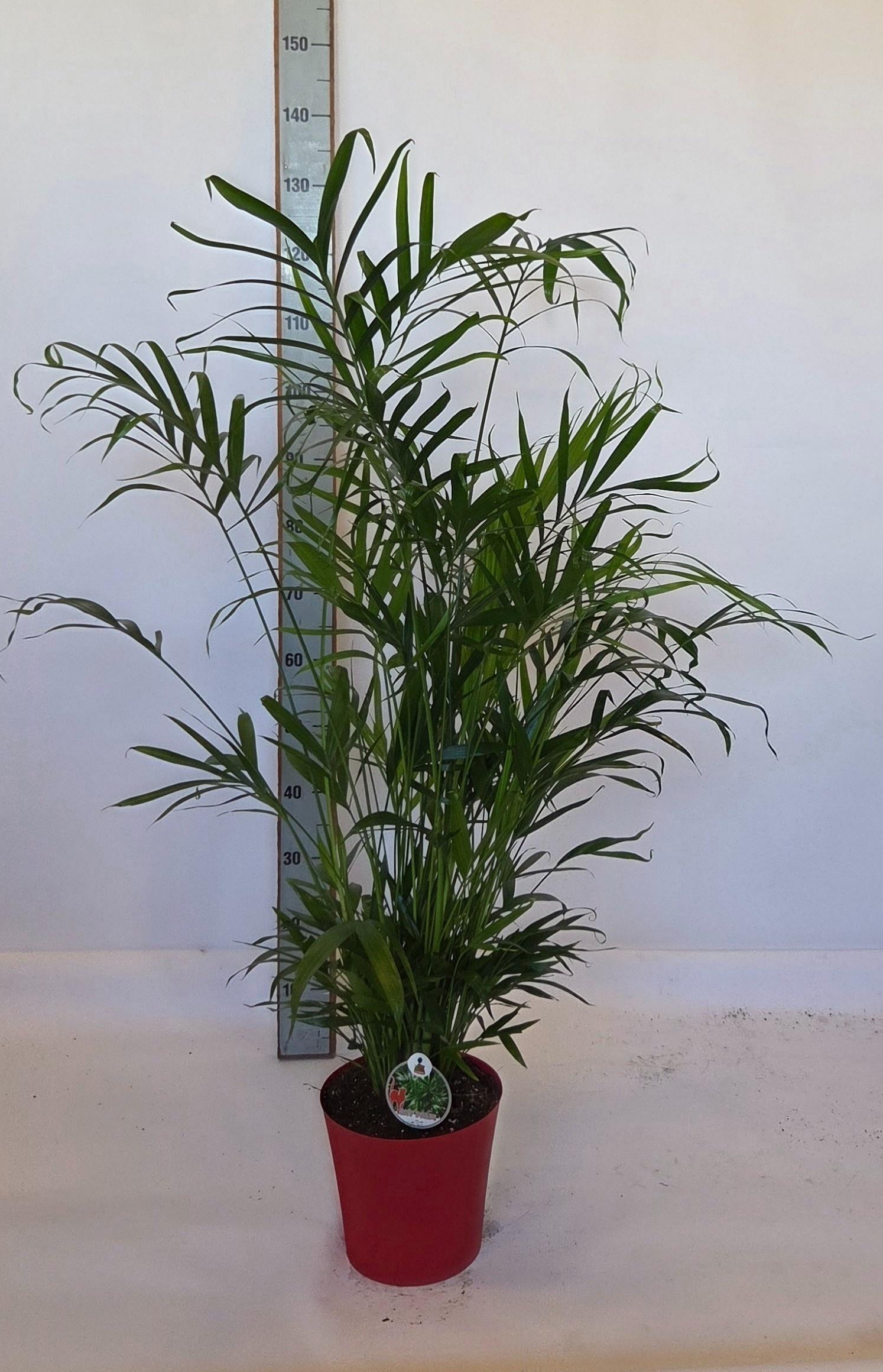 Горшечные цветы и растения оптом Chamaed Cataractarum от 1шт из Голландии с доставкой по России