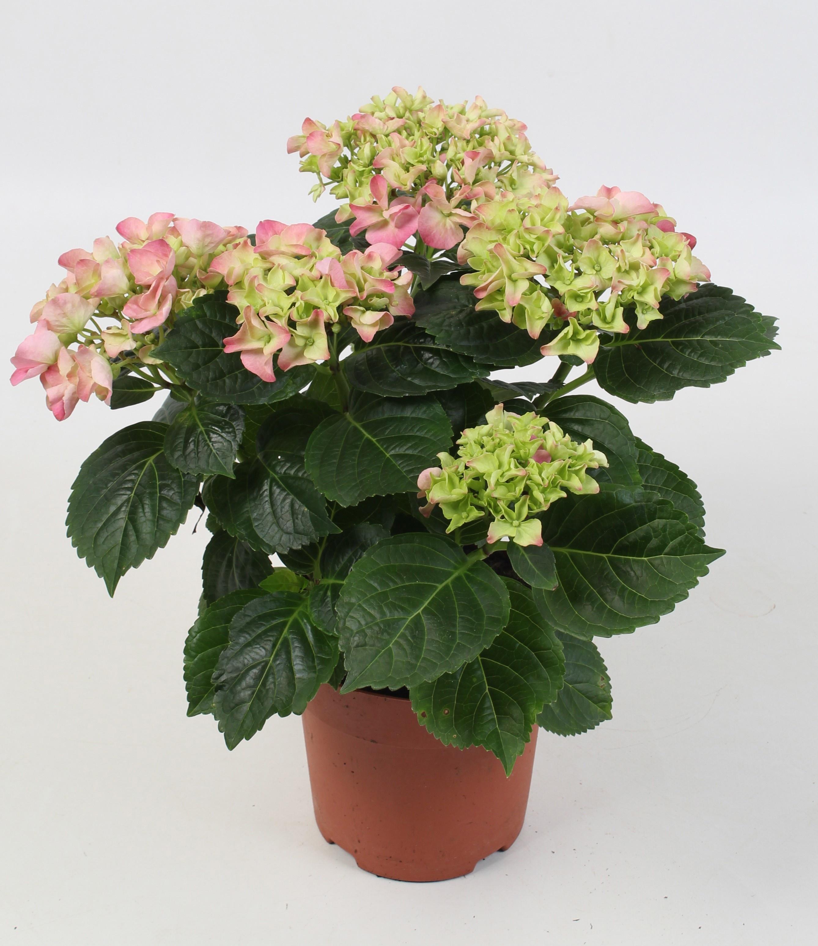 Горшечные цветы и растения оптом Hydr M Hi River от 5шт из Голландии с доставкой по России