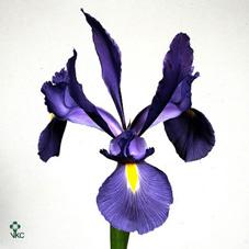 Срезанные цветы оптом Iris telstar от 300шт из Голландии с доставкой по России