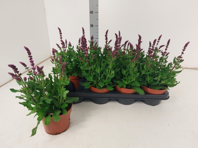 Горшечные цветы и растения оптом Salvia Nemorosa от 8шт из Голландии с доставкой по России