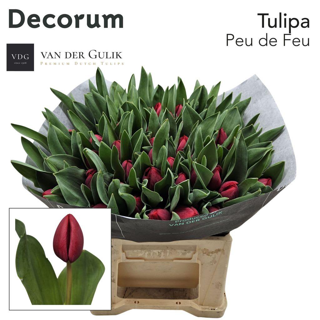 Срезанные цветы оптом Tulipa si peu de feu от 50шт из Голландии с доставкой по России