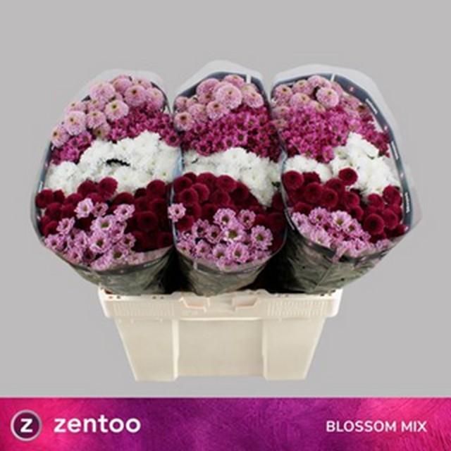 Срезанные цветы оптом Chrys sa mix blossom от 75шт из Голландии с доставкой по России