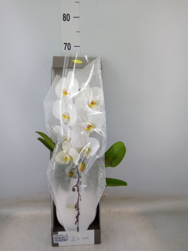 Горшечные цветы и растения оптом Phalaenopsis   ...white от 1шт' из Голландии с доставкой по России