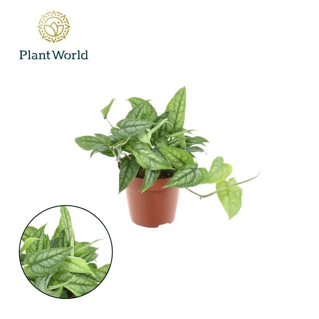 Горшечные цветы и растения оптом Monstera Siltepecana от 10шт из Голландии с доставкой по России