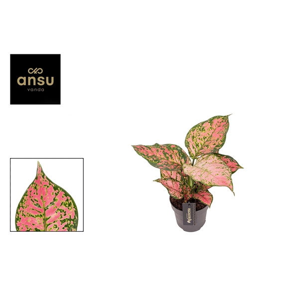 Горшечные цветы и растения оптом Aglaonema Crimson Love от 6шт из Голландии с доставкой по России