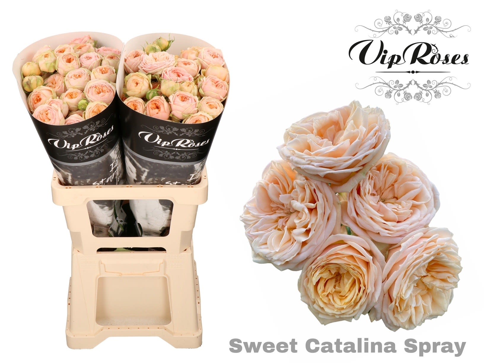 Срезанные цветы оптом Rosa spray sweet catalina от 20шт из Голландии с доставкой по России
