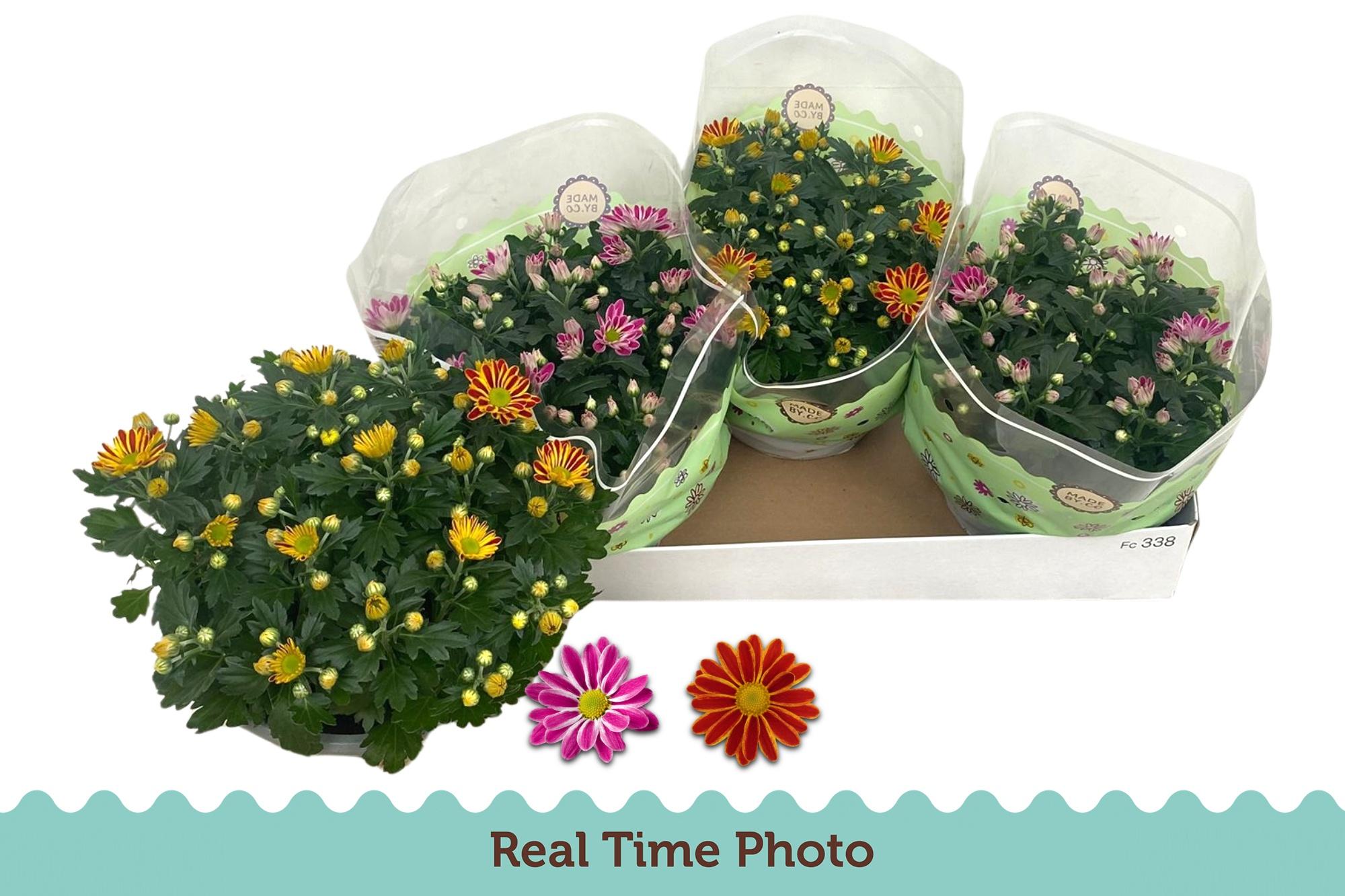 Горшечные цветы и растения оптом Chr Gemengd от 3шт из Голландии с доставкой по России