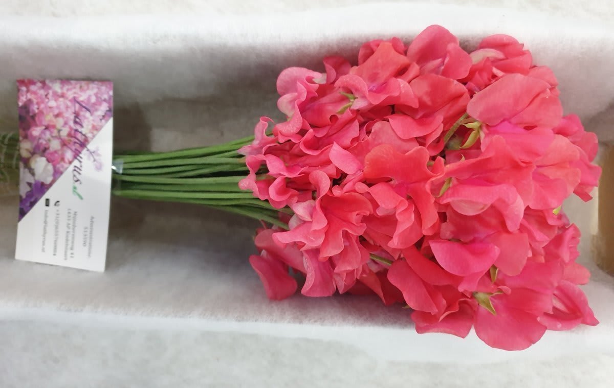 Срезанные цветы оптом Lathyrus perfume coral от 100шт.. из Голландии с доставкой по России