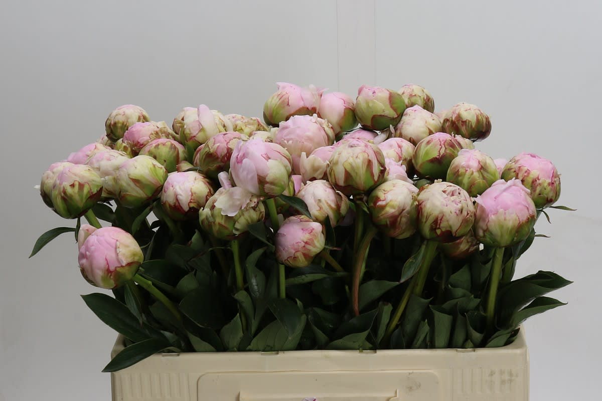 Срезанные цветы оптом Paeonia pillow talk от 60шт из Голландии с доставкой по России