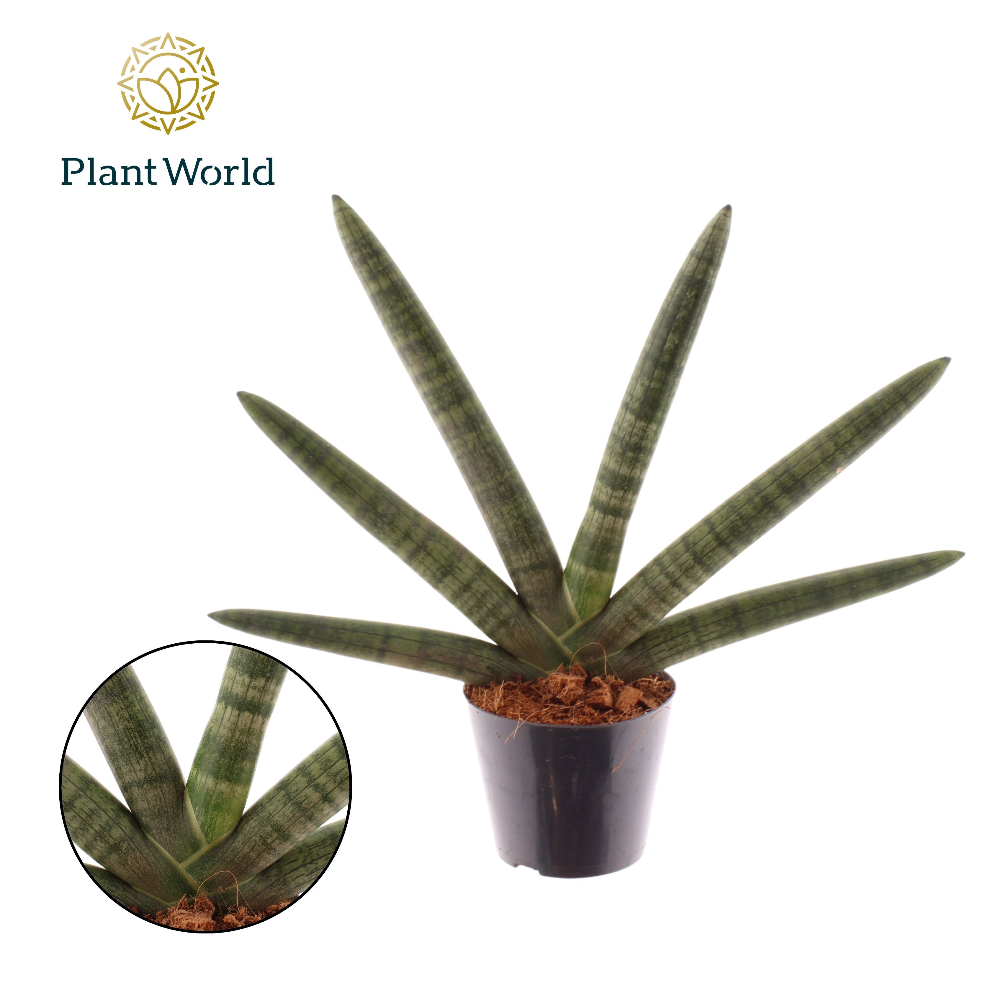 Горшечные цветы и растения оптом Sansevieria Skyline от 8шт из Голландии с доставкой по России