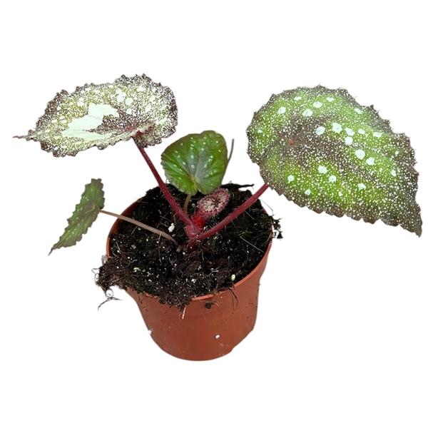 Горшечные цветы и растения оптом Begonia Speckled от 1шт (для телеги) из Голландии с доставкой по России