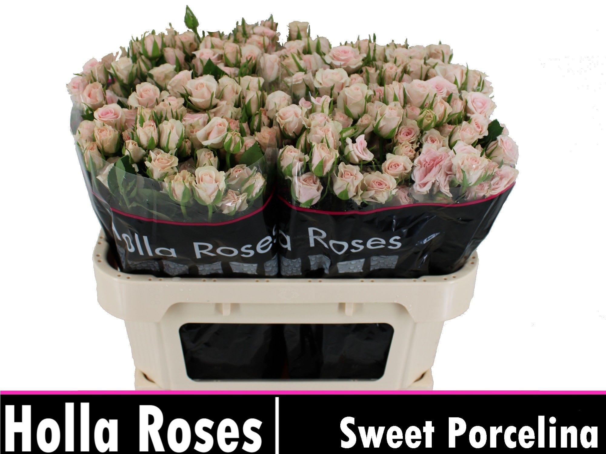 Срезанные цветы оптом Rosa spray sweet porcelina от 50шт из Голландии с доставкой по России