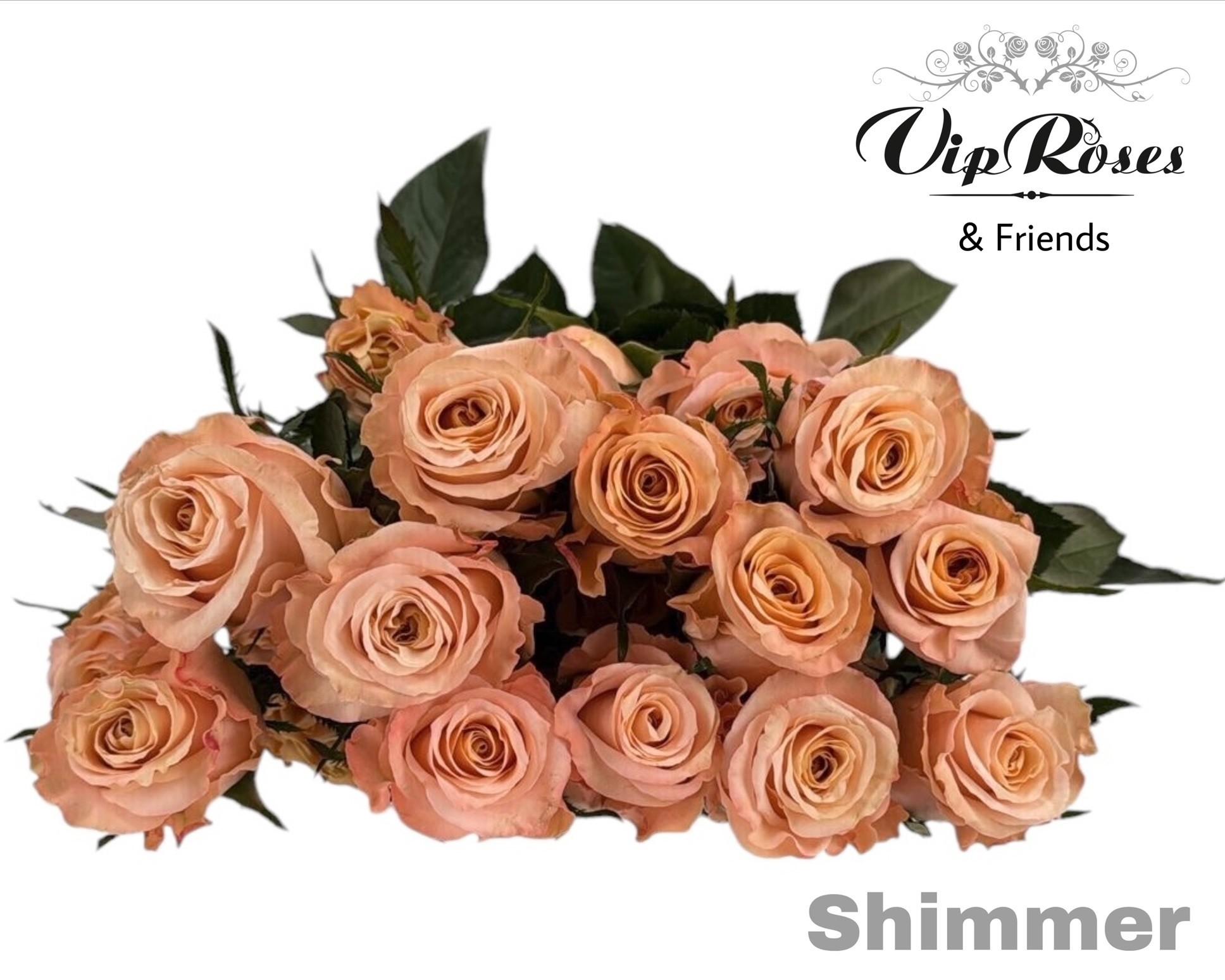 Срезанные цветы оптом Rosa large shimmer от 25шт из Голландии с доставкой по России