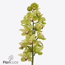 Срезанные цветы оптом Cymbidium green celsius от 8шт. из Голландии с доставкой по России