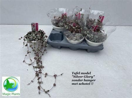 Горшечные цветы и растения оптом Cerop Wo Silve Glory от 6шт из Голландии с доставкой по России