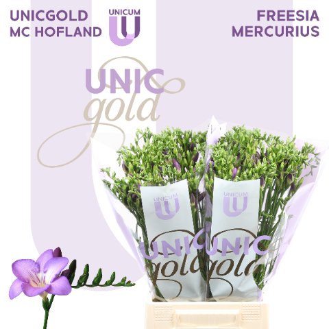 Срезанные цветы оптом Freesia si mercurius от 100шт из Голландии с доставкой по России