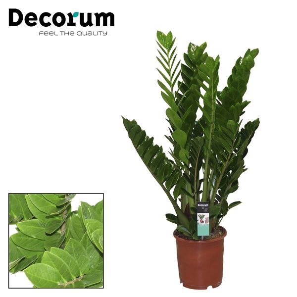 Горшечные цветы и растения оптом Zamioculcas 8+ (decorum) от 1шт из Голландии с доставкой по России