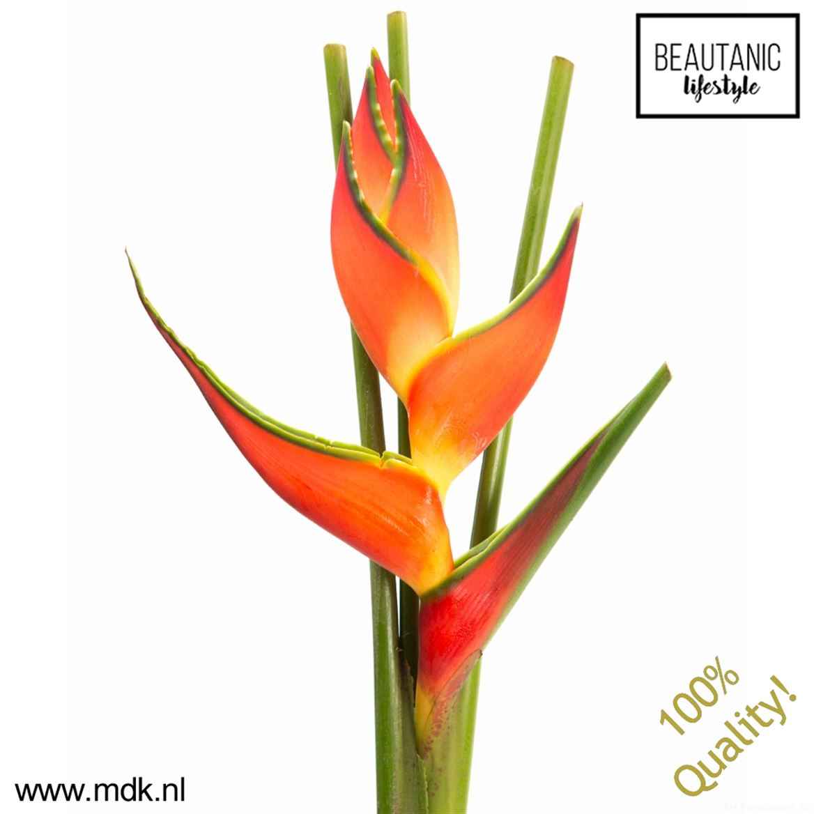 Срезанные цветы оптом Heliconia oriole orange от 6шт из Голландии с доставкой по России