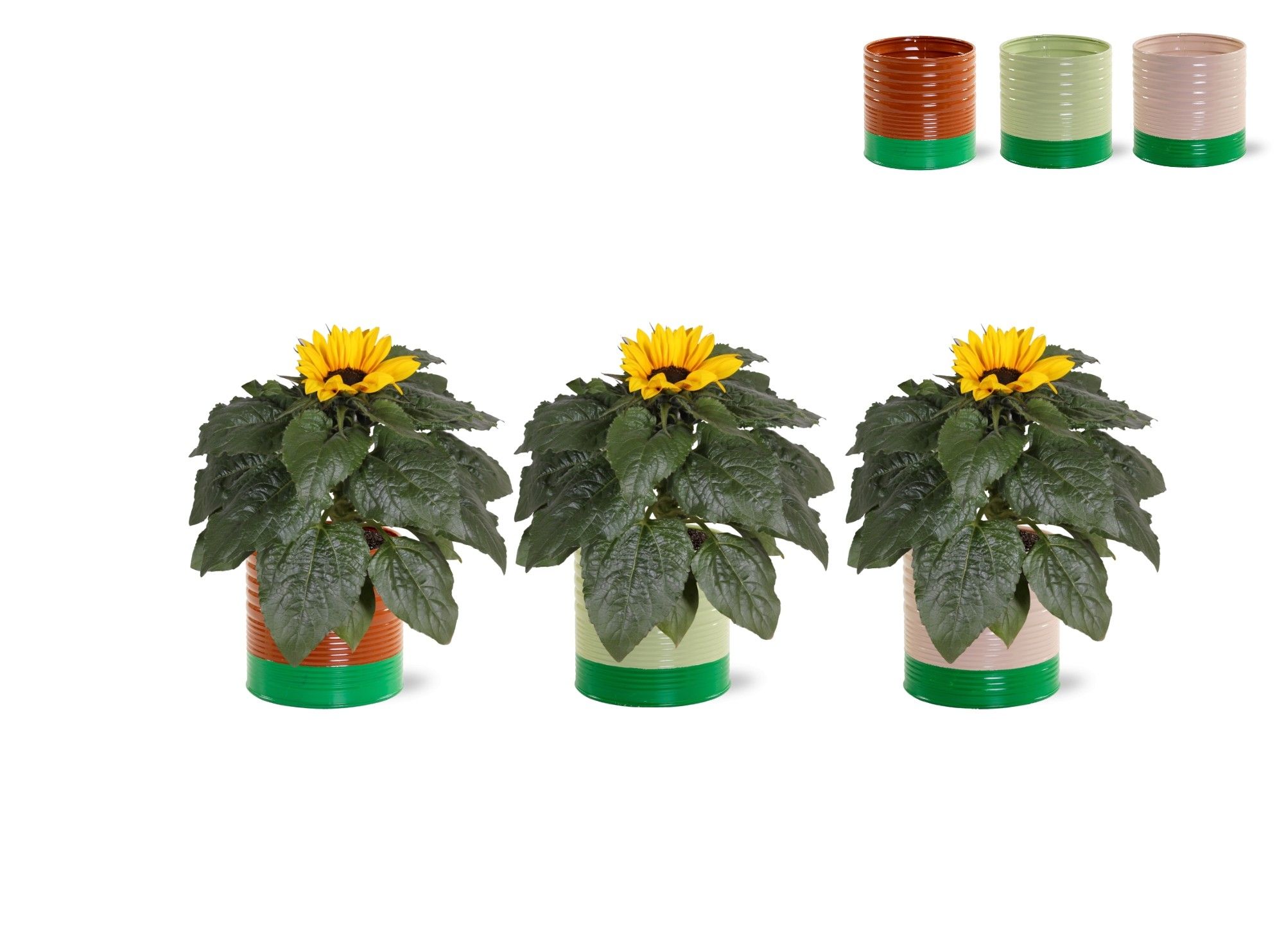 Горшечные цветы и растения оптом Heli Sunsation от 6шт' из Голландии с доставкой по России