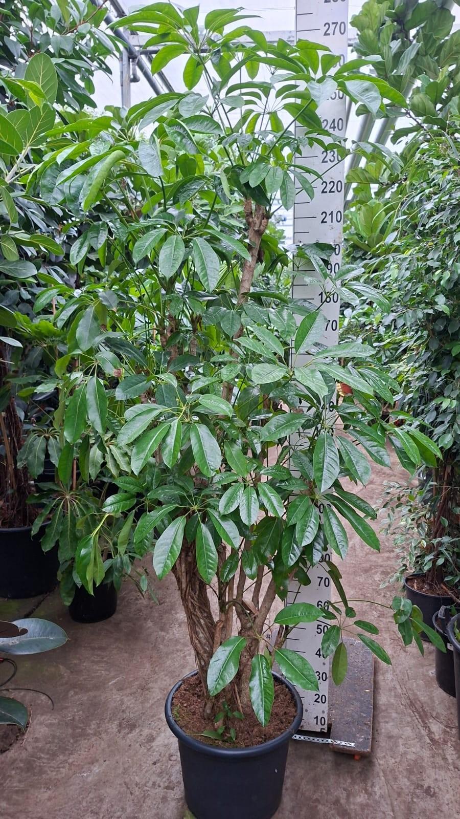 Горшечные цветы и растения оптом Schefflera Amate Vertakt Xxl 260 от 1шт из Голландии с доставкой по России