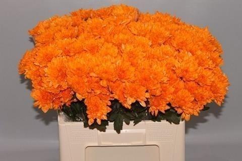 Срезанные цветы оптом Chrys sp paint baltica orange от 40шт из Голландии с доставкой по России