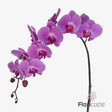 Срезанные цветы оптом Phalaenopsis surabaya (per flower) от 100шт из Голландии с доставкой по России