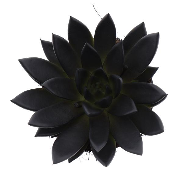 Горшечные цветы и растения оптом Echeveria Rainbow Deep Black от 6шт из Голландии с доставкой по России