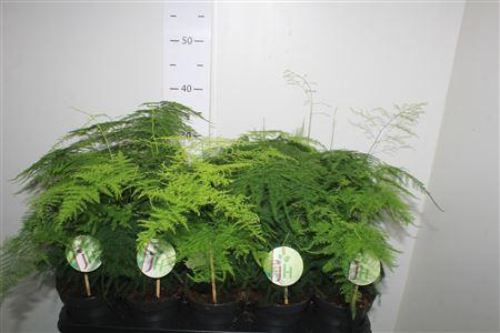 Горшечные цветы и растения оптом Aspar Setaceus от 10шт из Голландии с доставкой по России