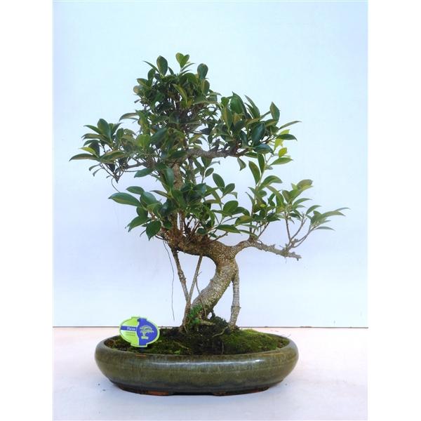 Горшечные цветы и растения оптом Bonsai Ficus Retusa, Without от 1шт из Голландии с доставкой по России
