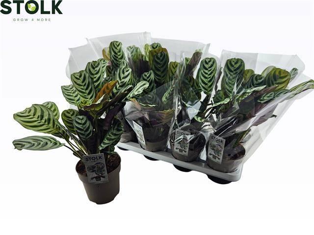 Горшечные цветы и растения оптом Ctenanthe Burle-marx от 8шт из Голландии с доставкой по России