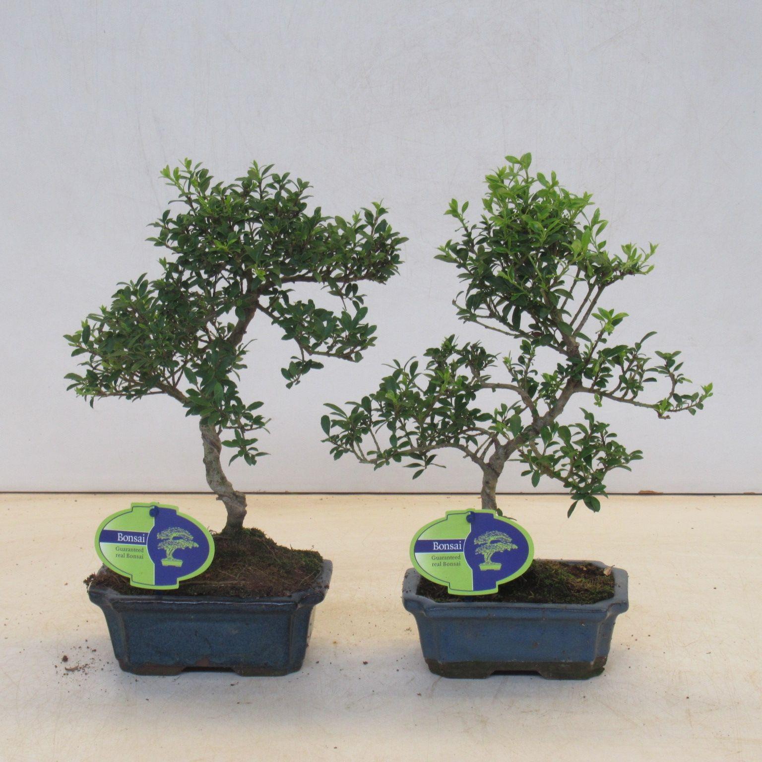 Горшечные цветы и растения оптом Bonsai Ilex Crenata,  Shape, Small Leaf от 8шт из Голландии с доставкой по России
