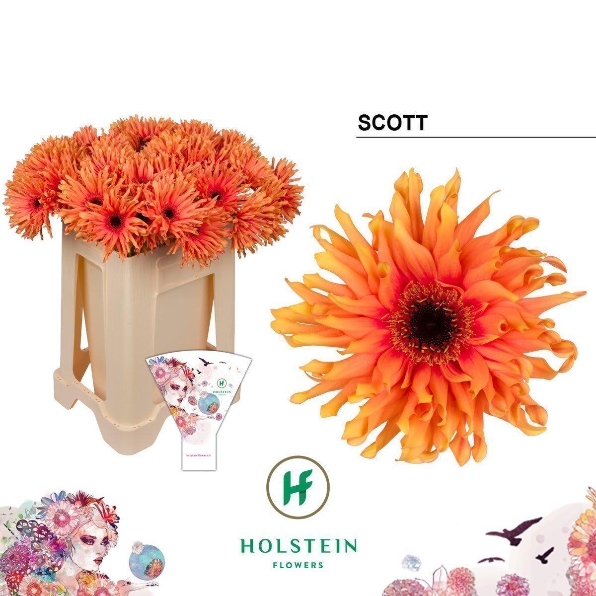 Срезанные цветы оптом Gerbera gerpasta scott от 40шт из Голландии с доставкой по России