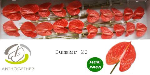 Срезанные цветы оптом Anthurium avo summer от 20шт из Голландии с доставкой по России