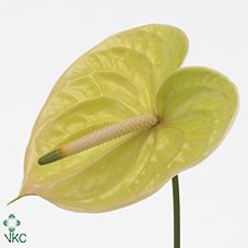 Срезанные цветы оптом Anthurium marysia от 16шт из Голландии с доставкой по России