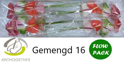 Срезанные цветы оптом Anthurium mix in box от 16шт из Голландии с доставкой по России