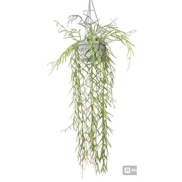 Горшечные цветы и растения оптом Hoya Linearis от 1шт из Голландии с доставкой по России