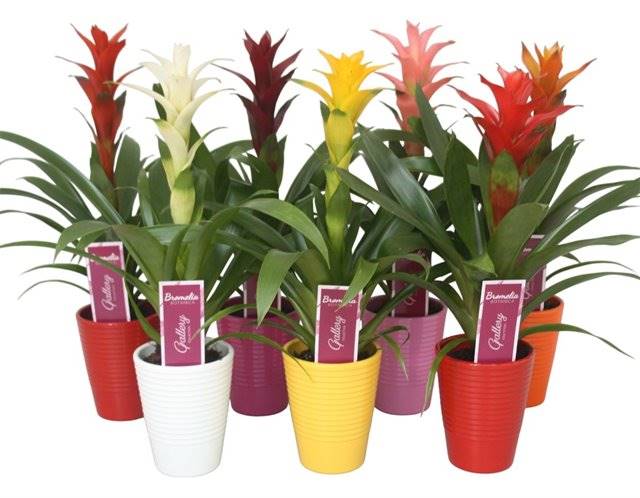Горшечные цветы и растения оптом Guzmania Gemengd In 5 Kl. Ribbel Ke от 11шт из Голландии с доставкой по России