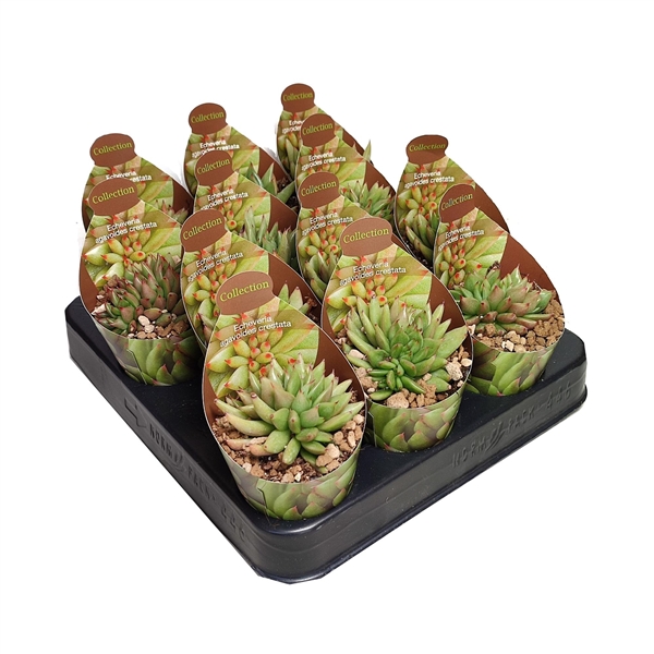 Горшечные цветы и растения оптом Echeveria Agavoides Crestata Potcover от 12шт (для телеги) из Голландии с доставкой по России
