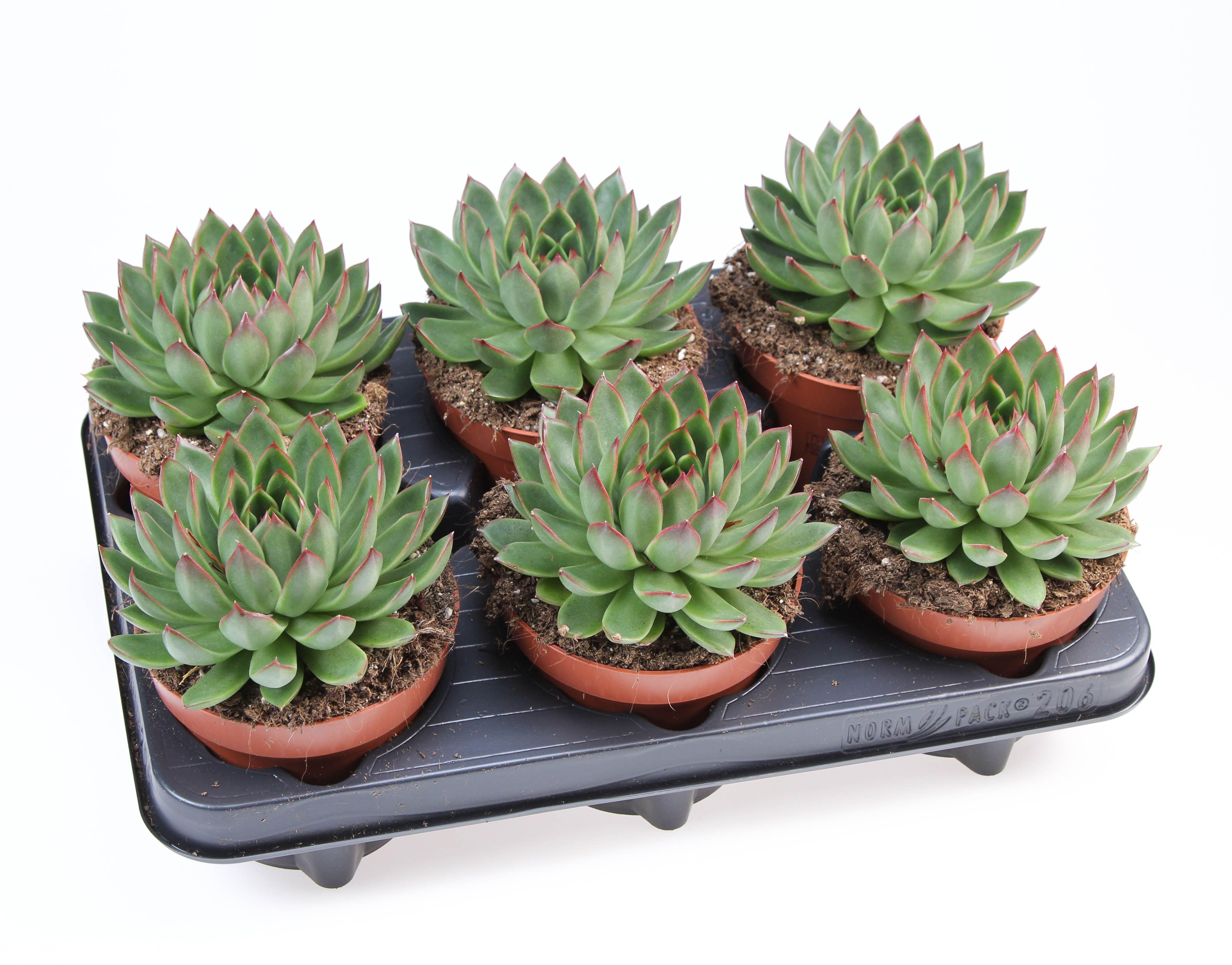 Горшечные цветы и растения оптом Echeveria Costarii от 6шт из Голландии с доставкой по России