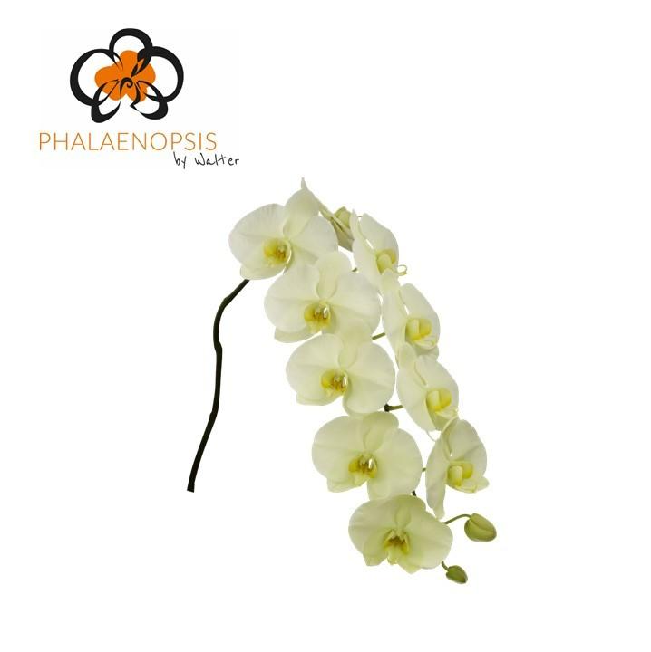 Срезанные цветы оптом Phalaenopsis limon bella (per stem) от 12шт из Голландии с доставкой по России