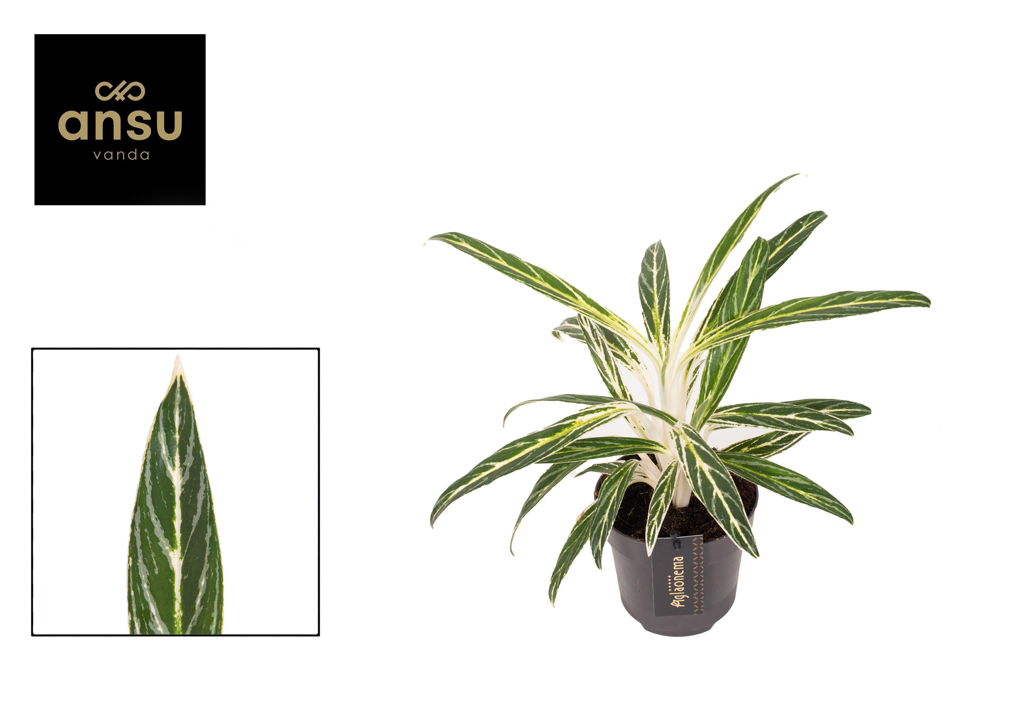 Горшечные цветы и растения оптом Aglaonema Zebra Feathers от 6шт из Голландии с доставкой по России
