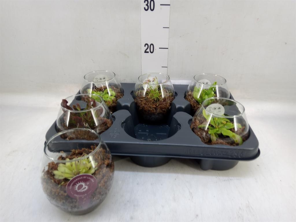 Горшечные цветы и растения оптом Vleesetende Planten от 6шт из Голландии с доставкой по России